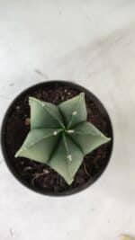 ASTROPHYTUM MYRIOSTIGMA "Variegata" Nº 392 – vaso 11 - Imagem 6