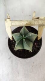 ASTROPHYTUM MYRIOSTIGMA "Variegata" Nº 392 – vaso 11 - Imagem 5