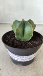 ASTROPHYTUM MYRIOSTIGMA "Variegata" Nº 450 – vaso 11