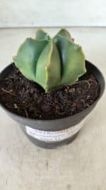 ASTROPHYTUM MYRIOSTIGMA "Variegata" Nº 450 – vaso 11 - Imagem 4