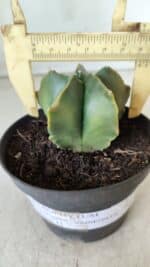 ASTROPHYTUM MYRIOSTIGMA "Variegata" Nº 450 – vaso 11 - Imagem 5