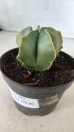 ASTROPHYTUM MYRIOSTIGMA "Variegata" Nº 450 – vaso 11 - Imagem 8