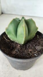 ASTROPHYTUM MYRIOSTIGMA "Variegata" Nº 450 – vaso 11 - Imagem 7