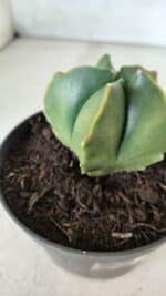 ASTROPHYTUM MYRIOSTIGMA "Variegata" Nº 450 – vaso 11 - Imagem 3