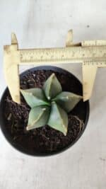 ASTROPHYTUM MYRIOSTIGMA "Variegata" Nº 450 – vaso 11 - Imagem 6