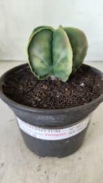 ASTROPHYTUM MYRIOSTIGMA "Variegata" Nº 485 – vaso 15 - Imagem 2