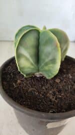 ASTROPHYTUM MYRIOSTIGMA "Variegata" Nº 485 – vaso 15 - Imagem 4