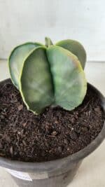 ASTROPHYTUM MYRIOSTIGMA "Variegata" Nº 485 – vaso 15 - Imagem 7