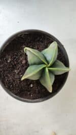 ASTROPHYTUM MYRIOSTIGMA "Variegata" Nº 485 – vaso 15 - Imagem 6