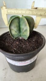 ASTROPHYTUM MYRIOSTIGMA "Variegata" Nº 485 – vaso 15