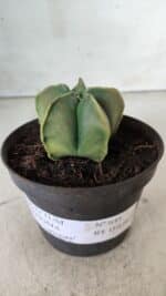ASTROPHYTUM MYRIOSTIGMA "Variegata" Nº 645 – vaso 11