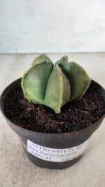 ASTROPHYTUM MYRIOSTIGMA "Variegata" Nº 645 – vaso 11 - Imagem 9