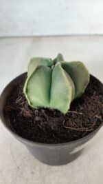 ASTROPHYTUM MYRIOSTIGMA "Variegata" Nº 645 – vaso 11 - Imagem 8