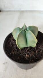 ASTROPHYTUM MYRIOSTIGMA "Variegata" Nº 645 – vaso 11 - Imagem 6