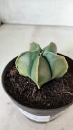 ASTROPHYTUM MYRIOSTIGMA "Variegata" Nº 645 – vaso 11 - Imagem 3