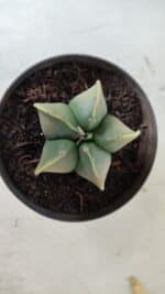 ASTROPHYTUM MYRIOSTIGMA "Variegata" Nº 645 – vaso 11 - Imagem 7