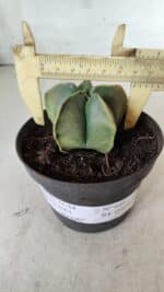 ASTROPHYTUM MYRIOSTIGMA "Variegata" Nº 645 – vaso 11 - Imagem 4