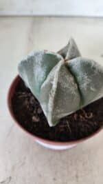ASTROPHYTUM MYRIOSTIGMA Nº 686 "4 Quinas"– vaso 11 - Imagem 9