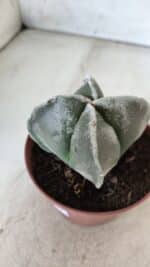 ASTROPHYTUM MYRIOSTIGMA Nº 686 "4 Quinas"– vaso 11 - Imagem 8