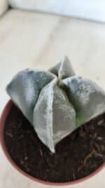 ASTROPHYTUM MYRIOSTIGMA Nº 686 "4 Quinas"– vaso 11 - Imagem 7