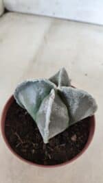 ASTROPHYTUM MYRIOSTIGMA Nº 686 "4 Quinas"– vaso 11 - Imagem 6