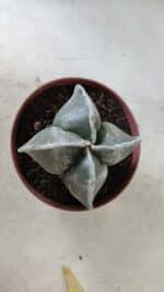 ASTROPHYTUM MYRIOSTIGMA Nº 686 "4 Quinas"– vaso 11 - Imagem 3