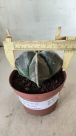 ASTROPHYTUM MYRIOSTIGMA Nº 686 "4 Quinas"– vaso 11 - Imagem 4