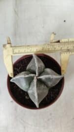 ASTROPHYTUM MYRIOSTIGMA Nº 686 "4 Quinas"– vaso 11
