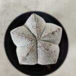 ASTROPHYTUM MYRIOSTIGMA Onzuka  Nº 669 – vaso 09