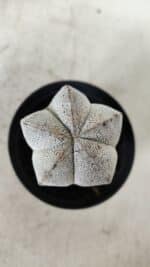 ASTROPHYTUM MYRIOSTIGMA Onzuka  Nº 669 – vaso 09