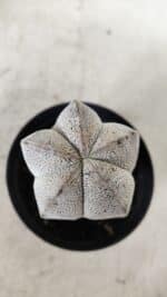 ASTROPHYTUM MYRIOSTIGMA Onzuka  Nº 669 – vaso 09 - Imagem 3