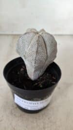 ASTROPHYTUM MYRIOSTIGMA Onzuka  Nº 669 – vaso 09 - Imagem 12