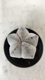 ASTROPHYTUM MYRIOSTIGMA Onzuka  Nº 669 – vaso 09 - Imagem 10