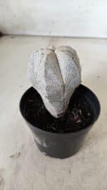 ASTROPHYTUM MYRIOSTIGMA Onzuka  Nº 669 – vaso 09 - Imagem 9