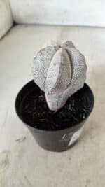 ASTROPHYTUM MYRIOSTIGMA Onzuka  Nº 669 – vaso 09 - Imagem 8