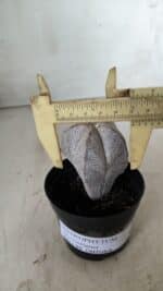 ASTROPHYTUM MYRIOSTIGMA Onzuka  Nº 669 – vaso 09 - Imagem 4