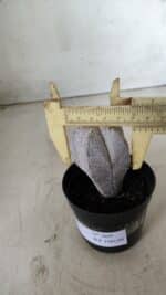 ASTROPHYTUM MYRIOSTIGMA Onzuka  Nº 669 – vaso 09 - Imagem 7