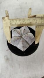 ASTROPHYTUM MYRIOSTIGMA Onzuka  Nº 669 – vaso 09 - Imagem 5