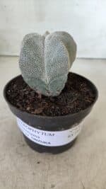 ASTROPHYTUM MYRIOSTIGMA Onzuka  Nº 670 – vaso 11 - Imagem 2