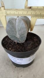 ASTROPHYTUM MYRIOSTIGMA Onzuka  Nº 670 – vaso 11 - Imagem 4