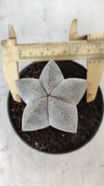 ASTROPHYTUM MYRIOSTIGMA Onzuka  Nº 670 – vaso 11