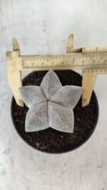 ASTROPHYTUM MYRIOSTIGMA Onzuka  Nº 670 – vaso 11 - Imagem 7