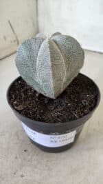 ASTROPHYTUM MYRIOSTIGMA Onzuka  Nº 670 – vaso 11 - Imagem 13