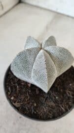 ASTROPHYTUM MYRIOSTIGMA Onzuka  Nº 670 – vaso 11 - Imagem 12