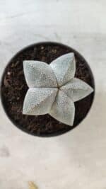 ASTROPHYTUM MYRIOSTIGMA Onzuka  Nº 670 – vaso 11 - Imagem 3