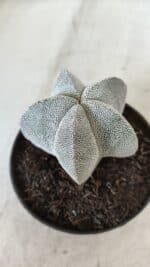 ASTROPHYTUM MYRIOSTIGMA Onzuka  Nº 670 – vaso 11 - Imagem 10