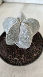 ASTROPHYTUM MYRIOSTIGMA Onzuka  Nº 670 – vaso 11 - Imagem 9