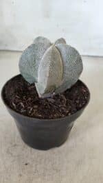ASTROPHYTUM MYRIOSTIGMA Onzuka  Nº 670 – vaso 11 - Imagem 8