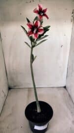 Planta Simples 2570 – 30cm – 02 anos - Imagem 2