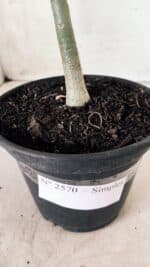 Planta Simples 2570 – 30cm – 02 anos - Imagem 6